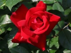 Beetrose 'Lübecker Rotspon ®' 14 Beetrose 'Lübecker Rotspon ®' -Edelrosen Geschaft beetrose luebecker rotspon m005698 w 1