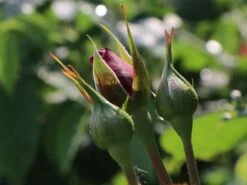 Beetrose 'Lübecker Rotspon ®' 18 Beetrose 'Lübecker Rotspon ®' -Edelrosen Geschaft beetrose luebecker rotspon m005698 w 2
