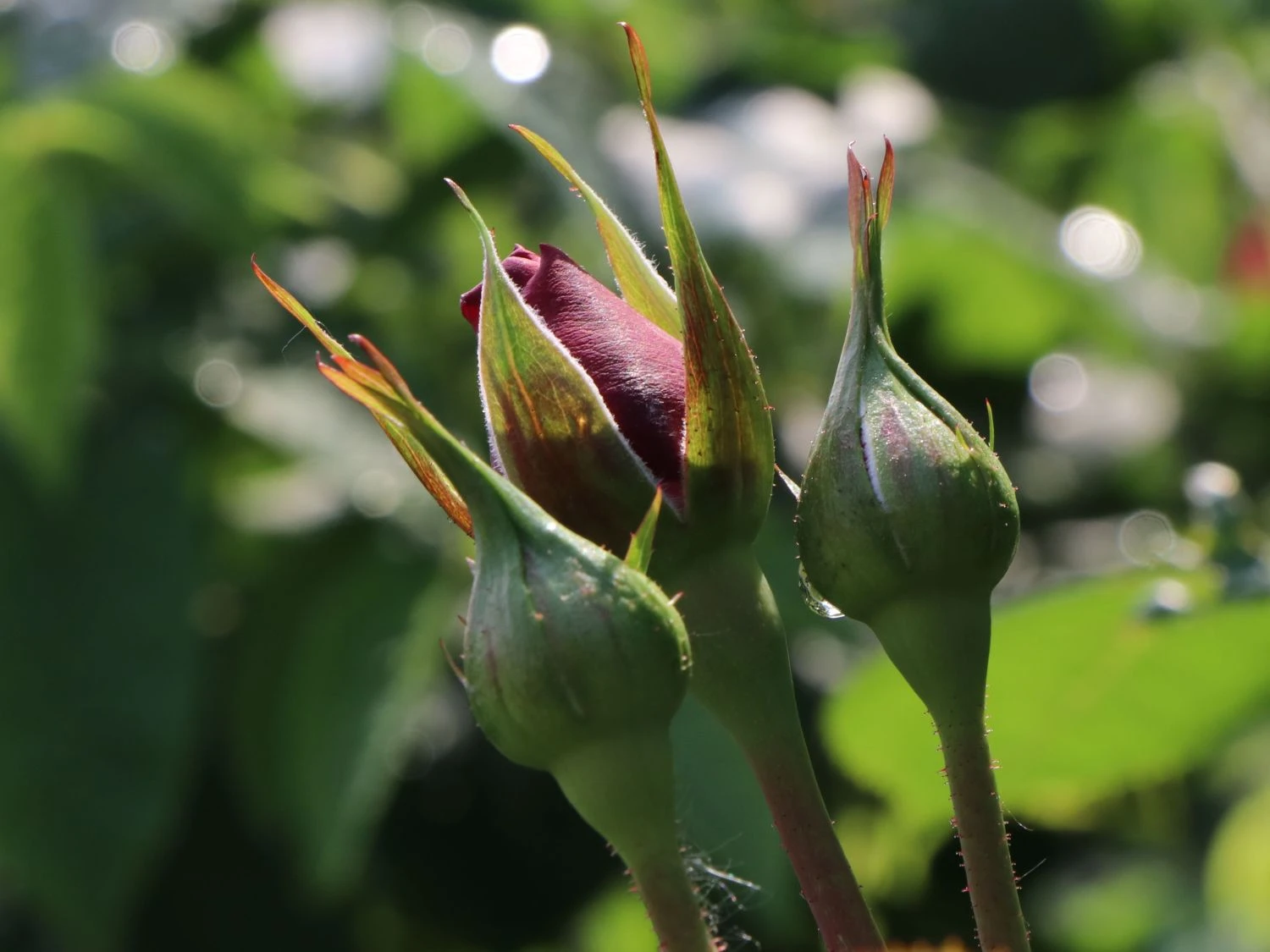 Beetrose 'Lübecker Rotspon ®' 9 Beetrose 'Lübecker Rotspon ®' – Bild 9