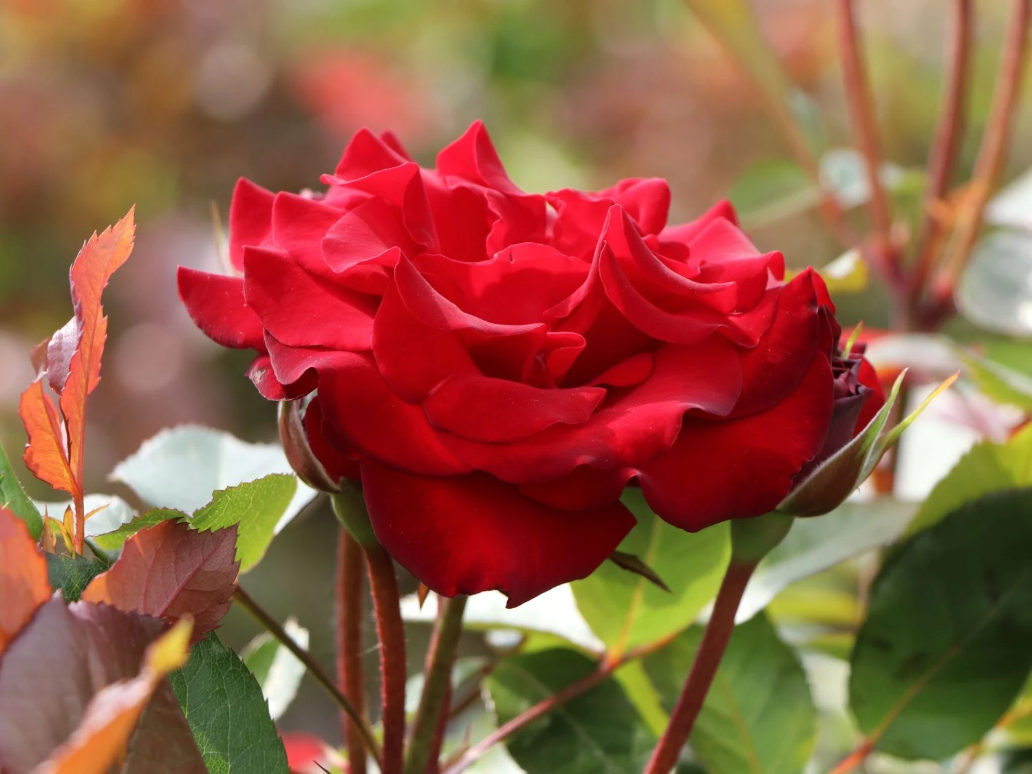 Beetrose 'Lübecker Rotspon ®' 7 Beetrose 'Lübecker Rotspon ®' – Bild 7