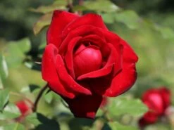 Beetrose 'Lübecker Rotspon ®' 13 Beetrose 'Lübecker Rotspon ®' -Edelrosen Geschaft beetrose luebecker rotspon m005698 w 4