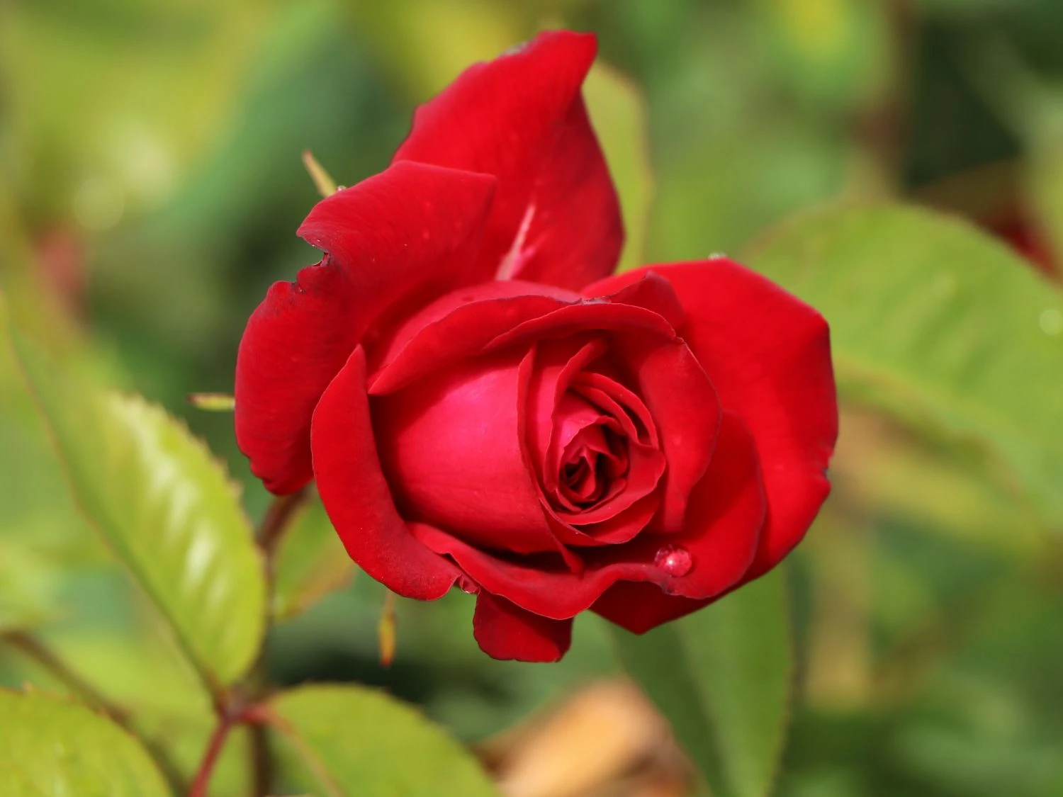 Beetrose 'Lübecker Rotspon ®' 6 Beetrose 'Lübecker Rotspon ®' – Bild 6