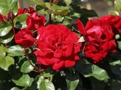 Beetrose 'Lübecker Rotspon ®' 12 Beetrose 'Lübecker Rotspon ®' -Edelrosen Geschaft beetrose luebecker rotspon m005698 w 6