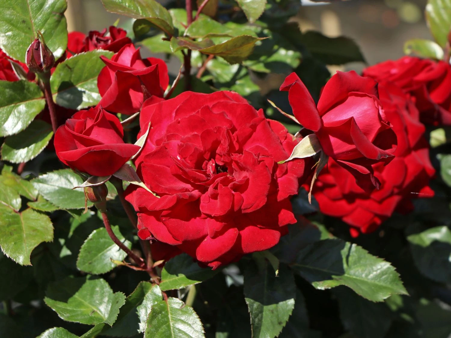 Beetrose 'Lübecker Rotspon ®' 3 Beetrose 'Lübecker Rotspon ®' – Bild 3