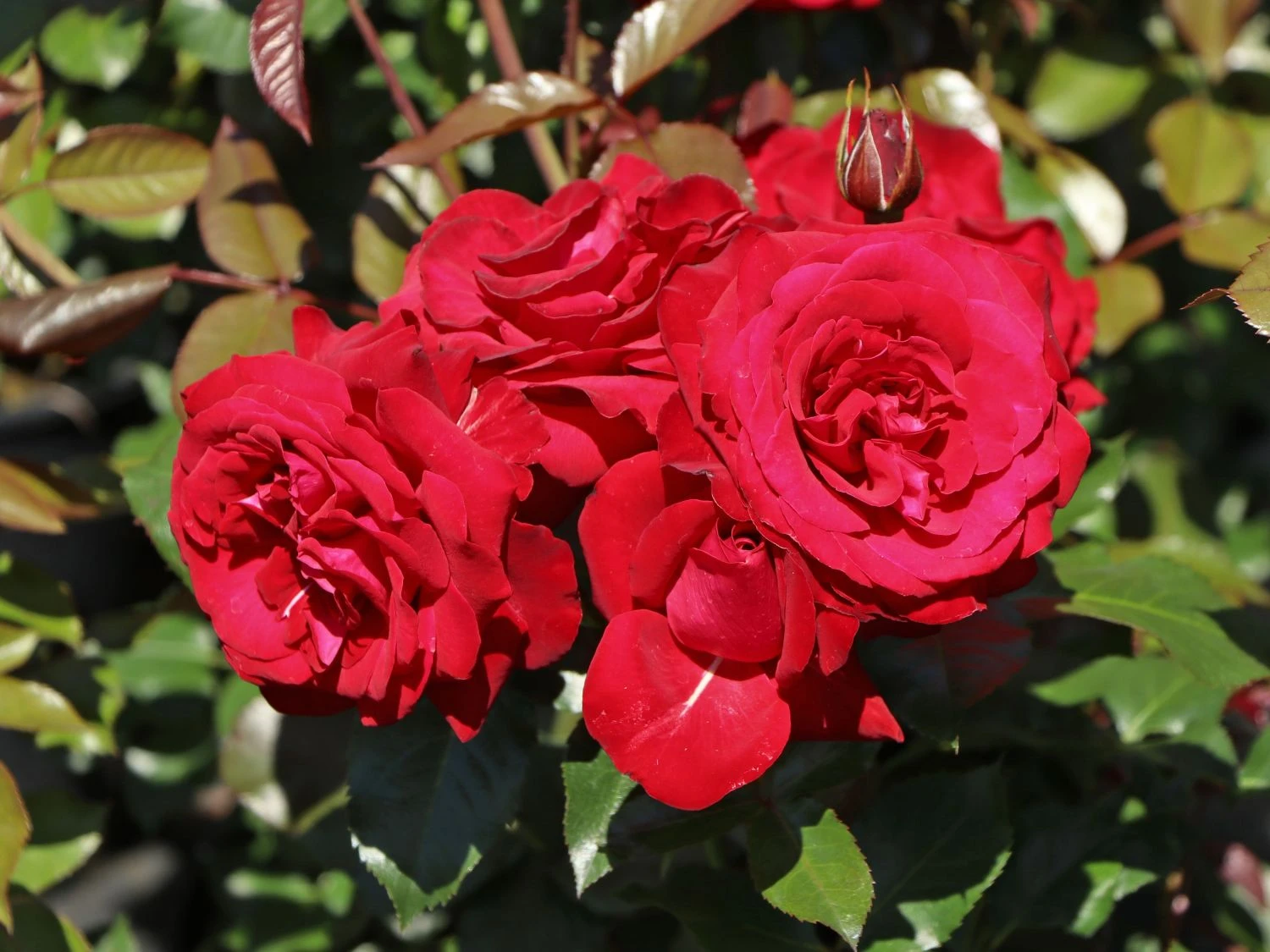 Beetrose 'Lübecker Rotspon ®' 2 Beetrose 'Lübecker Rotspon ®' – Bild 2