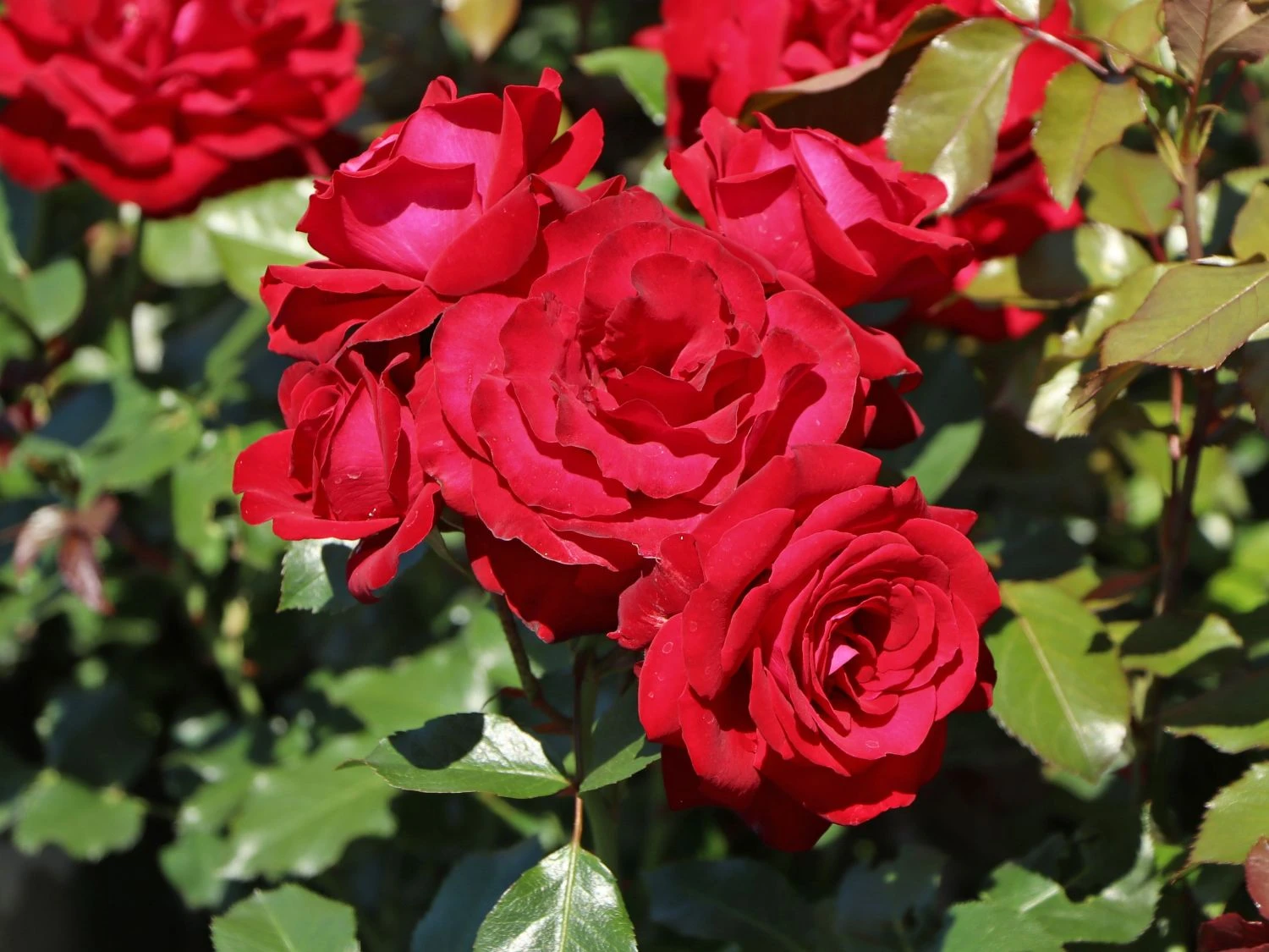 Beetrose 'Lübecker Rotspon ®' 10 Beetrose 'Lübecker Rotspon ®' – Bild 10