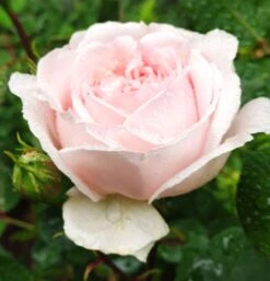 Beetrose 'Märchenzauber' ® -Edelrosen Geschaft beetrose maerchenzauber m099238 1152281 1