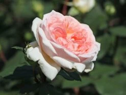 Beetrose 'Märchenzauber' ® -Edelrosen Geschaft beetrose maerchenzauber m099238 w 0