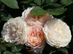 Beetrose 'Märchenzauber' ® -Edelrosen Geschaft beetrose maerchenzauber m099238 w 10