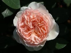 Beetrose 'Märchenzauber' ® -Edelrosen Geschaft beetrose maerchenzauber m099238 w 12