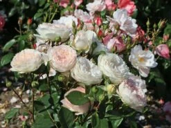 Beetrose 'Märchenzauber' ® -Edelrosen Geschaft beetrose maerchenzauber m099238 w 13