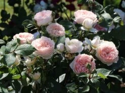 Beetrose 'Märchenzauber' ® -Edelrosen Geschaft beetrose maerchenzauber m099238 w 14