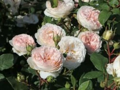 Beetrose 'Märchenzauber' ® -Edelrosen Geschaft beetrose maerchenzauber m099238 w 3