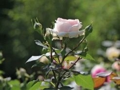 Beetrose 'Märchenzauber' ® -Edelrosen Geschaft beetrose maerchenzauber m099238 w 4