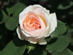 Beetrose 'Märchenzauber' ® -Edelrosen Geschaft beetrose maerchenzauber m099238 w 8