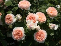 Beetrose 'Märchenzauber' ® -Edelrosen Geschaft beetrose maerchenzauber m099238 w 9