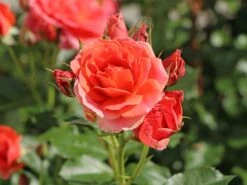 Beetrose 'Mandarin 2016' ®