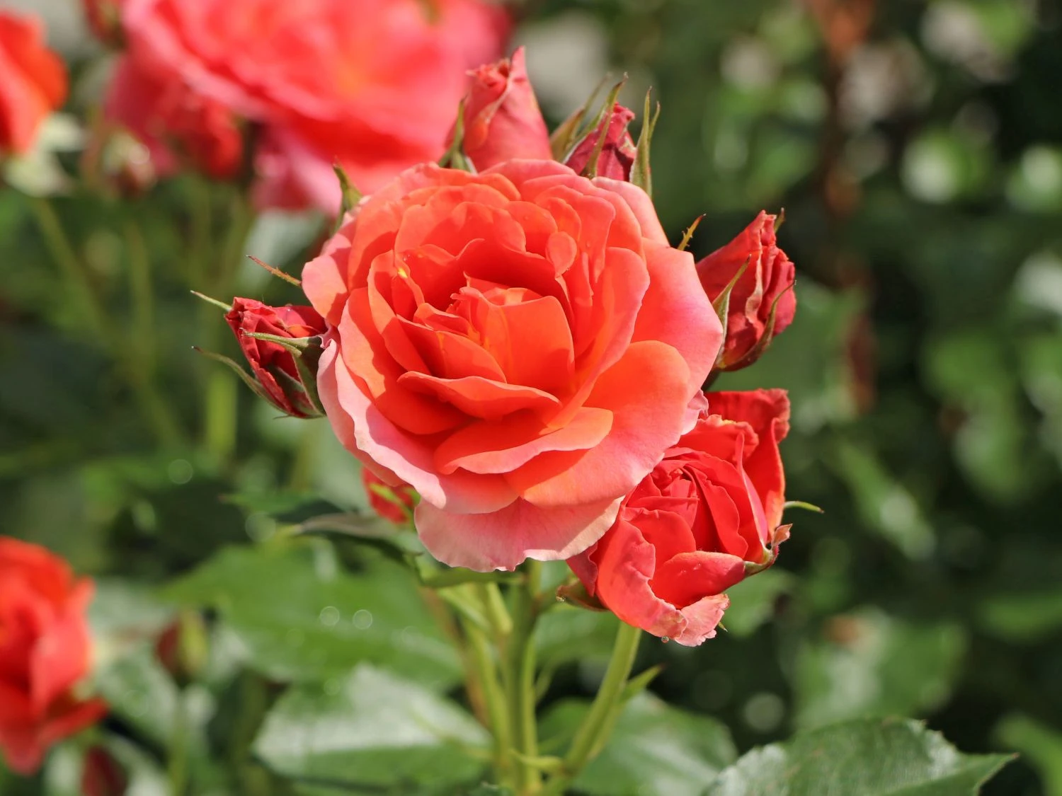 Beetrose 'Mandarin 2016' ® 1 Beetrose 'Mandarin 2016' ®