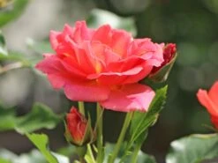 Beetrose 'Mandarin 2016' ® 19 Beetrose 'Mandarin 2016' ® -Edelrosen Geschaft beetrose mandarin 2016 m099258 w 0