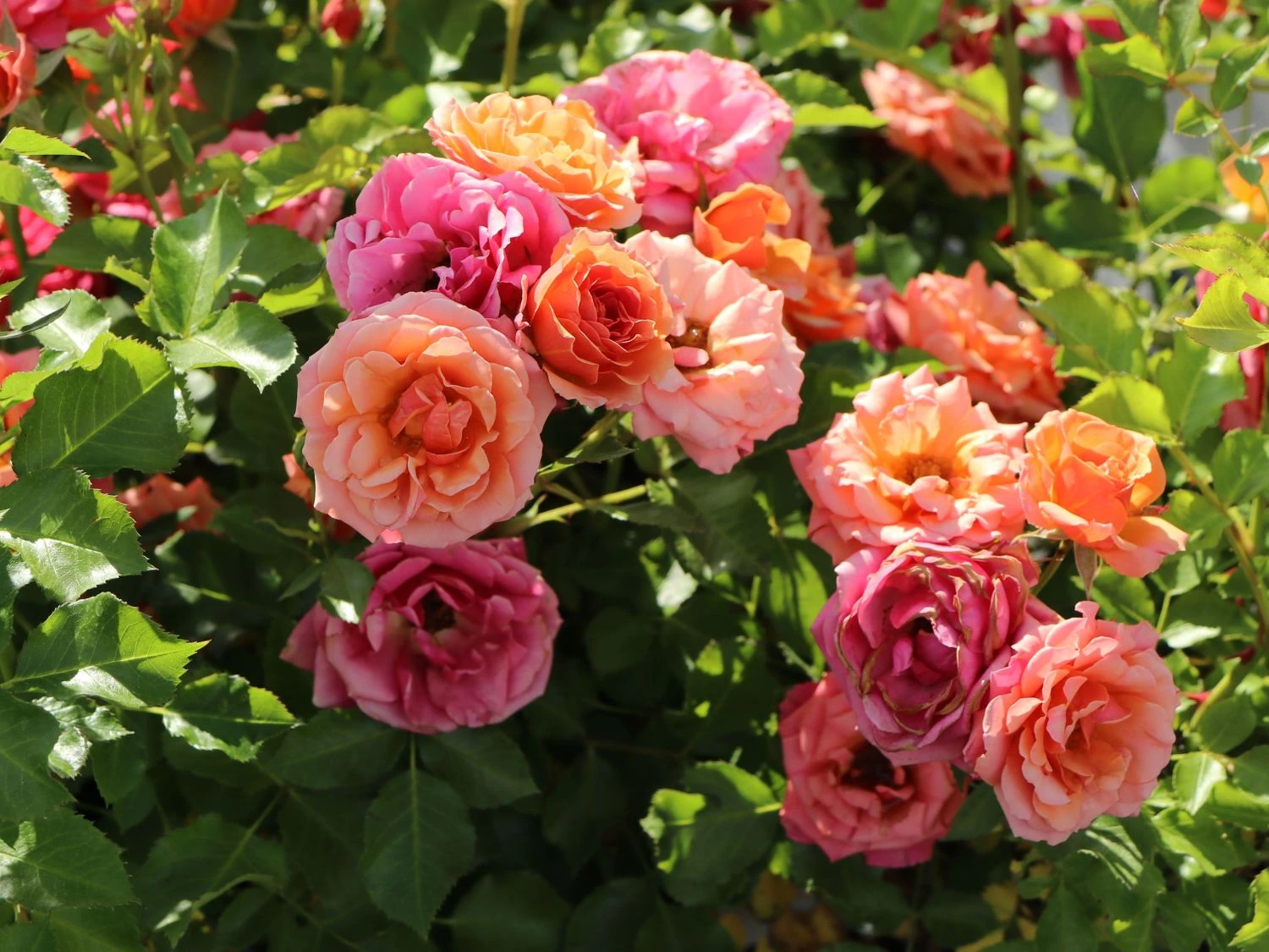 Beetrose 'Mandarin 2016' ® 2 Beetrose 'Mandarin 2016' ® – Bild 2