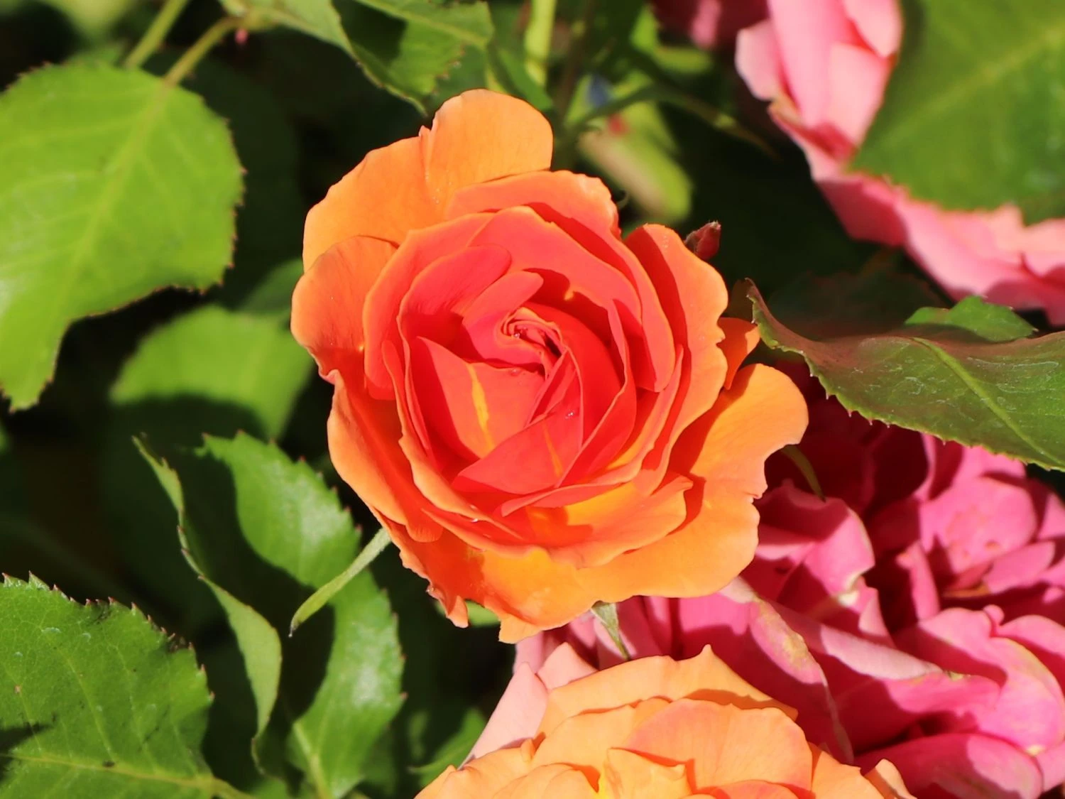 Beetrose 'Mandarin 2016' ® 10 Beetrose 'Mandarin 2016' ® – Bild 10