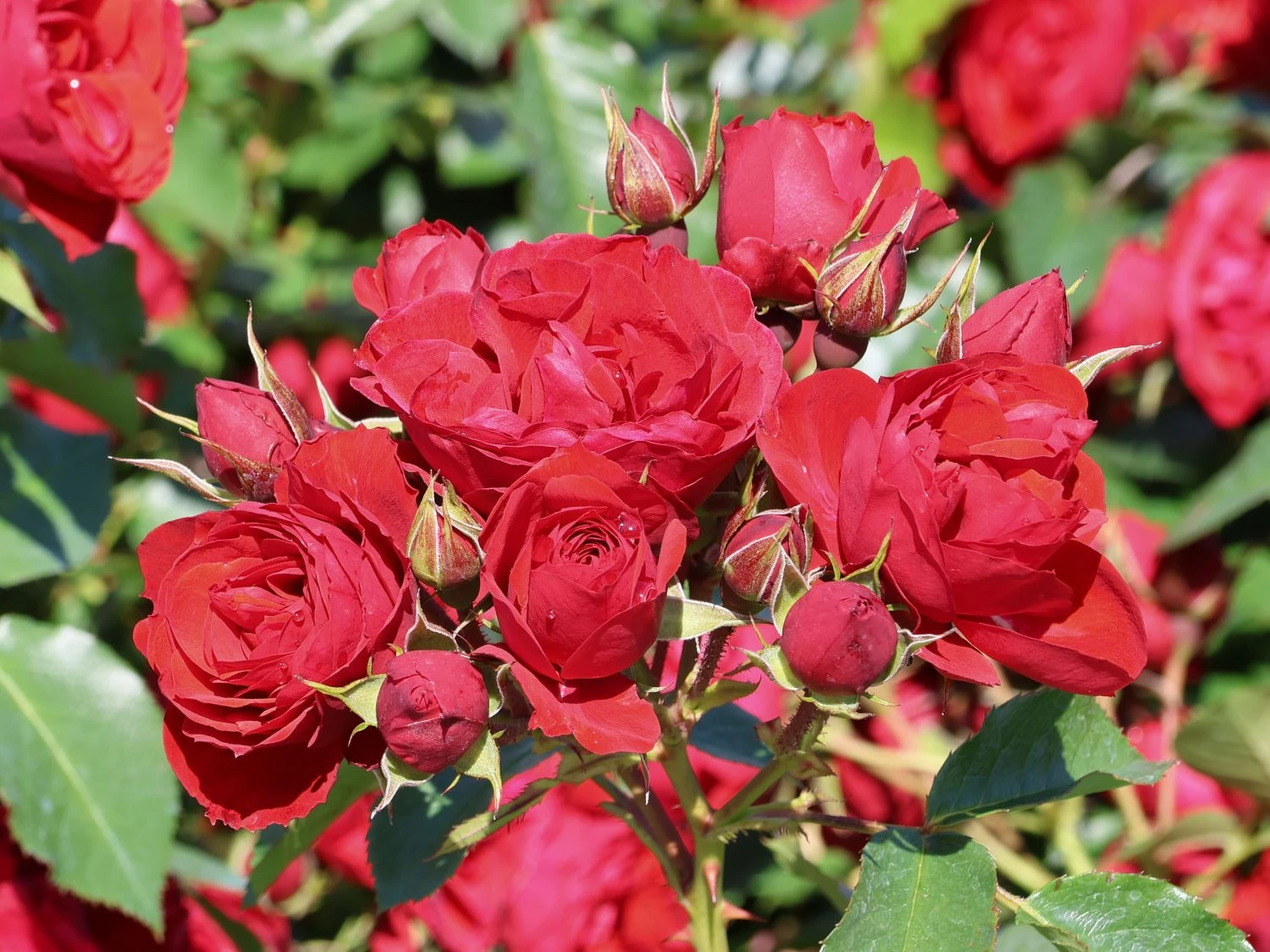 Edelrosen: Zeitlose Eleganz für Ihren Garten 4 Beetrose 'Manora'