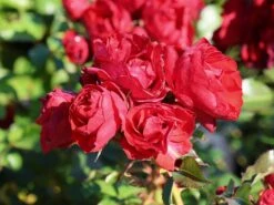 Beetrose 'Manora' ® -Edelrosen Geschaft beetrose manora m114661 w 0