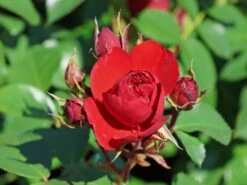 Beetrose 'Manora' ® -Edelrosen Geschaft beetrose manora m114661 w 10