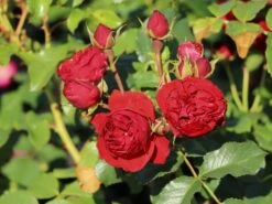 Beetrose 'Manora' ® -Edelrosen Geschaft beetrose manora m114661 w 4