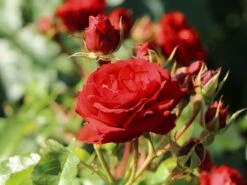 Beetrose 'Manora' ® -Edelrosen Geschaft beetrose manora m114661 w 5