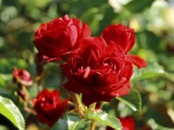 Beetrose 'Manora' ® -Edelrosen Geschaft beetrose manora m114661 w 6