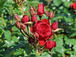 Beetrose 'Manora' ® -Edelrosen Geschaft beetrose manora m114661 w 7