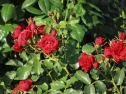 Beetrose 'Manora' ® -Edelrosen Geschaft beetrose manora m114661 w 8