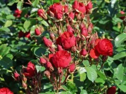 Beetrose 'Manora' ® -Edelrosen Geschaft beetrose manora m114661 w 9