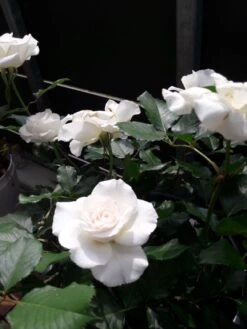 Beetrose 'Margaret Merril' ® -Edelrosen Geschaft beetrose margaret merril m005874 193676 0