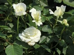 Beetrose 'Margaret Merril' ® -Edelrosen Geschaft beetrose margaret merril m005874 w 0