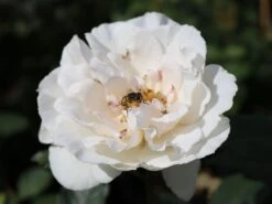 Beetrose 'Margaret Merril' ® -Edelrosen Geschaft beetrose margaret merril m005874 w 1