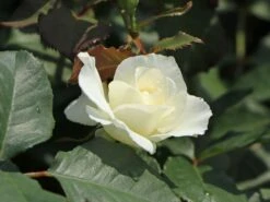 Ausgewählte Produkte -Edelrosen Geschaft beetrose margaret merril m005874 w 2