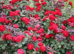 Beetrose 'Kordes Rose Mariandel' ® -Edelrosen Geschaft beetrose mariandel m005702 w 0