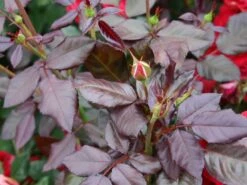 Beetrose 'Kordes Rose Mariandel' ® -Edelrosen Geschaft beetrose mariandel m005702 w 2