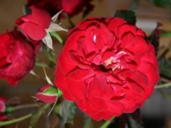 Beetrose 'Kordes Rose Mariandel' ® -Edelrosen Geschaft beetrose mariandel m005702 w 3