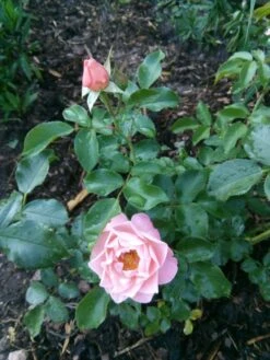 Beetrose 'Marie Curie' ® -Edelrosen Geschaft beetrose marie curie m002646 935282 0