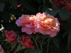 Beetrose 'Marie Curie' ® -Edelrosen Geschaft beetrose marie curie m002646 w 0