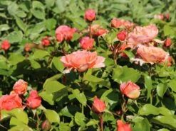 Beetrose 'Marie Curie' ® -Edelrosen Geschaft beetrose marie curie m002646 w 1