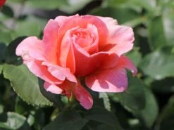 Beetrose 'Marie Curie' ® -Edelrosen Geschaft beetrose marie curie m002646 w 3