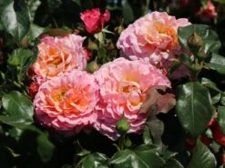 Beetrose 'Marie Curie' ® -Edelrosen Geschaft beetrose marie curie m002646 w 5