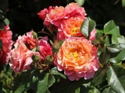 Beetrose 'Marie Curie' ® -Edelrosen Geschaft beetrose marie curie m002646 w 7