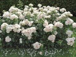 Beetrose 'Martin Luther Rose' ® 13 Beetrose 'Martin Luther Rose' ® -Edelrosen Geschaft beetrose martin luther rose m101945 w 0