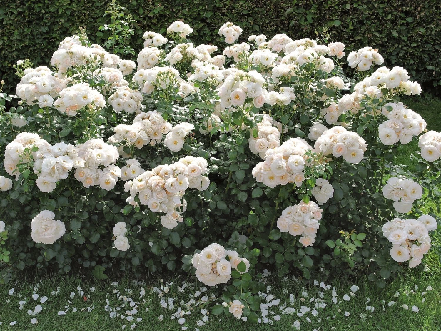 Beetrose 'Martin Luther Rose' ® 3 Beetrose 'Martin Luther Rose' ® – Bild 3