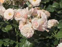 Beetrose 'Martin Luther Rose' ® 14 Beetrose 'Martin Luther Rose' ® -Edelrosen Geschaft beetrose martin luther rose m101945 w 1